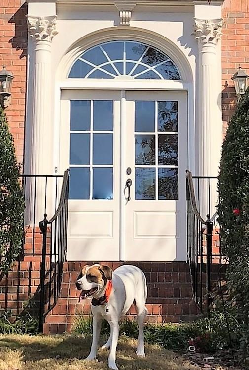 White dog standing in front of elegant double doors with decorative arch and sidelights, framed by brick facade and manicured hedges, representing quality exterior door options from Windowcrafters.